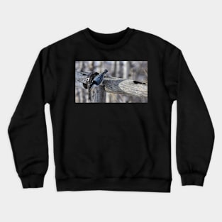 White Breasted Nuthatch. Crewneck Sweatshirt